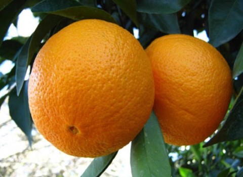 خرید پرتقال والنسیا جیرفت + قیمت فروش استثنایی